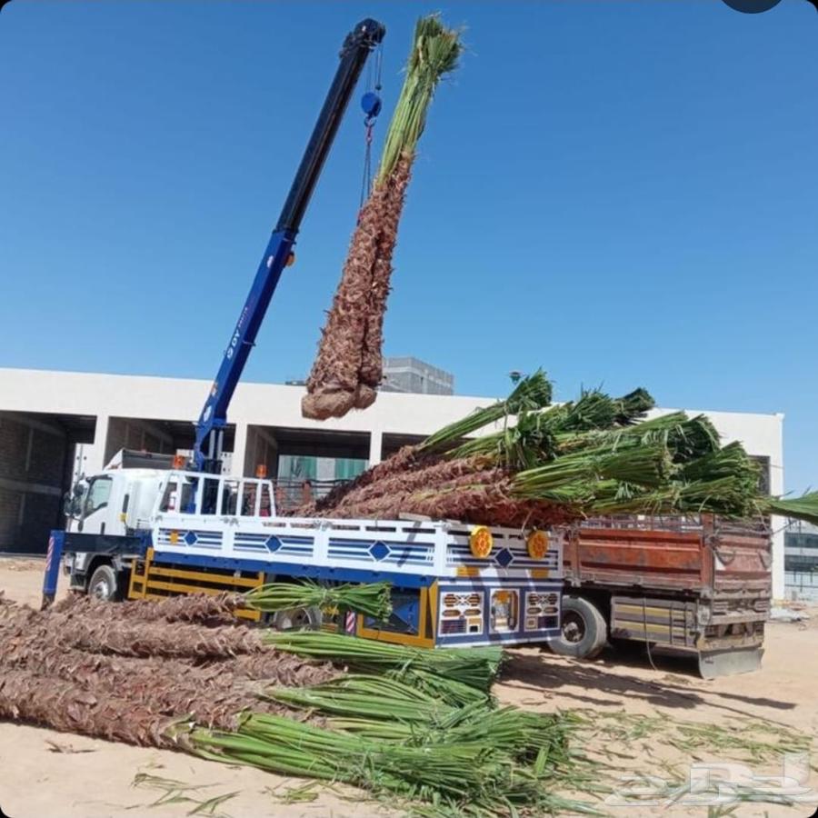 Palm tree cleaning, palm tree planting, tree trimming, tree cutting, tree removal64501538415873112