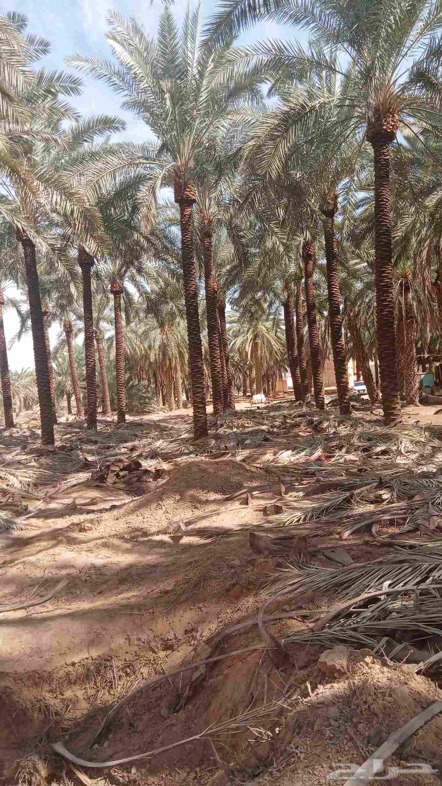 ابو حسان لتوريد جميع أنواع النخيل بجميع المقاسات64501683194115111