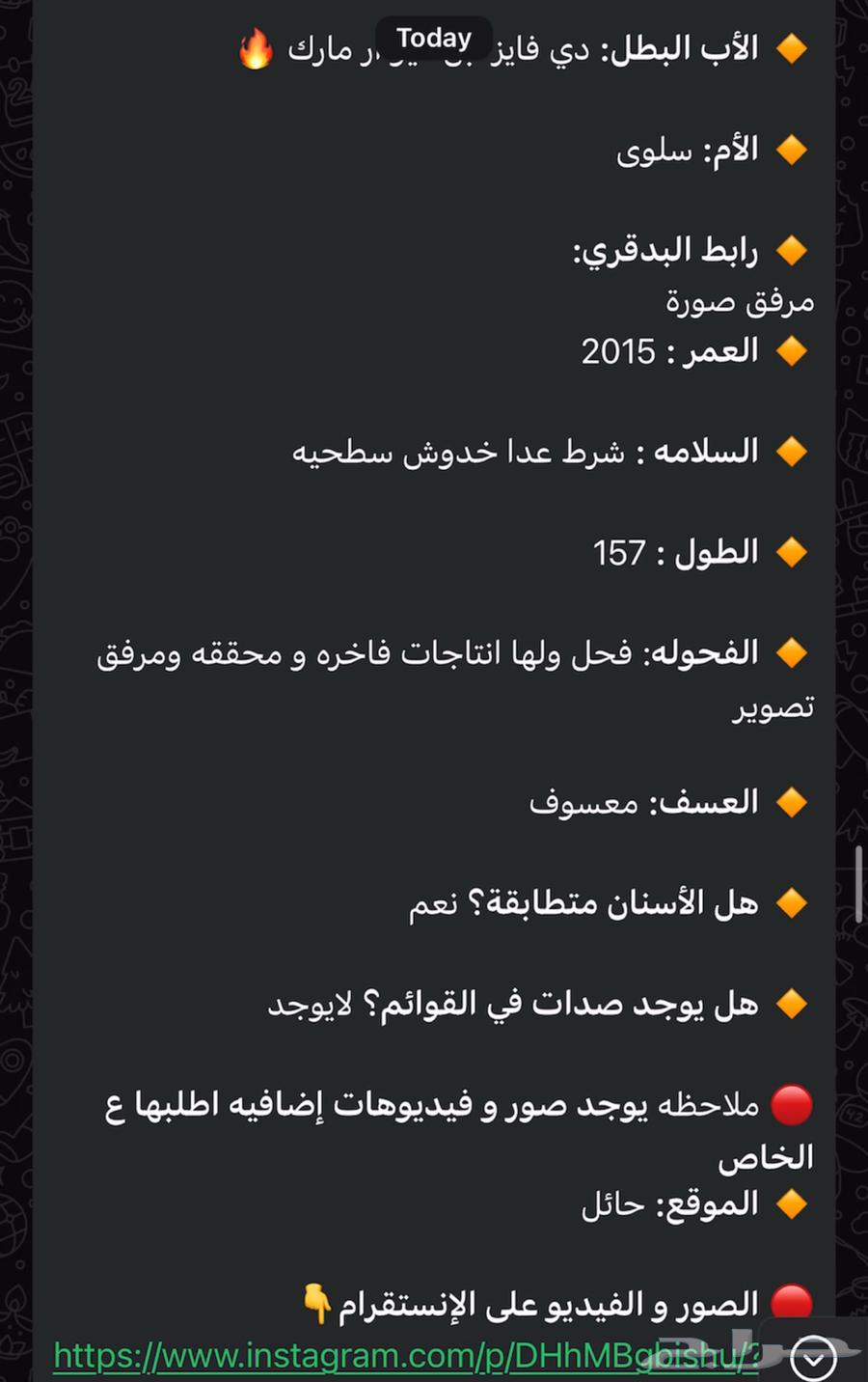 Imported Stallion Beauty Horse Open for Breeding in the Name of God64493722424963114