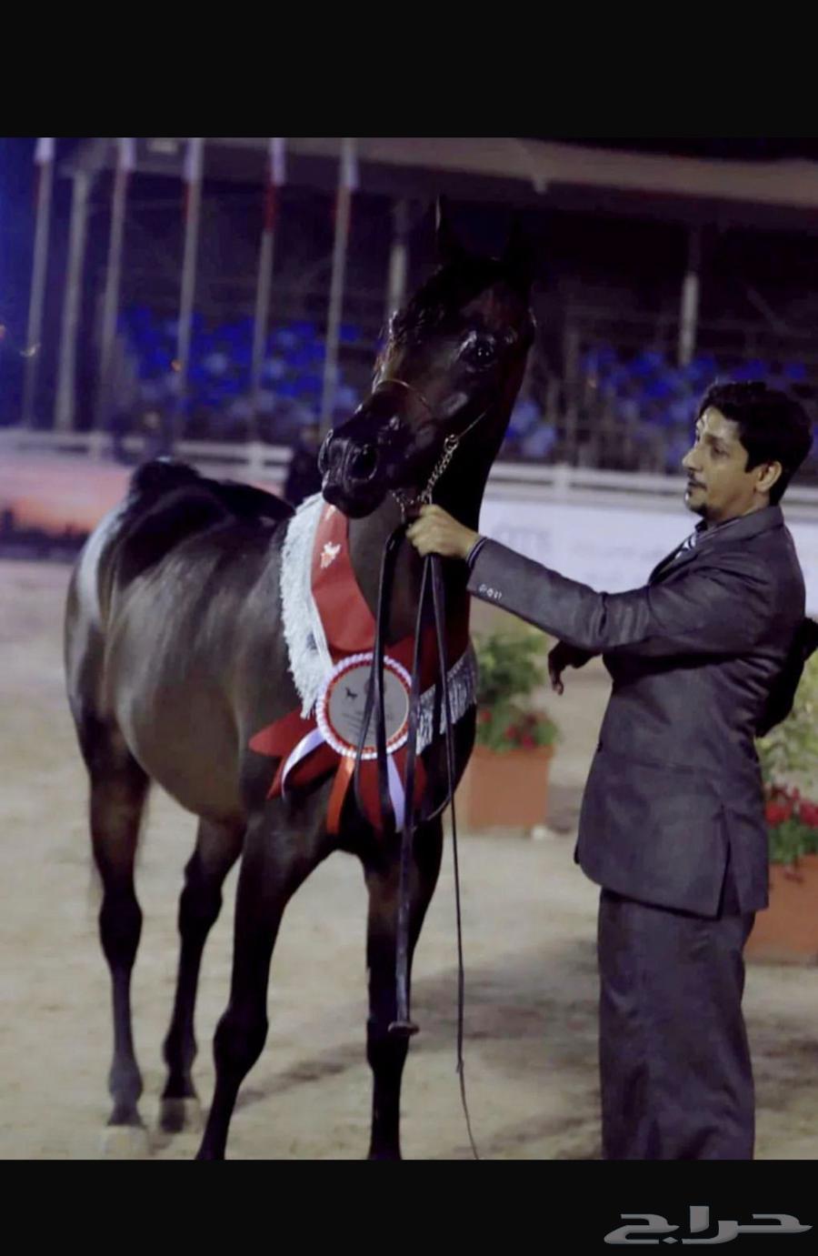 Imported Stallion Beauty Horse Open for Breeding in the Name of God64493722424963112