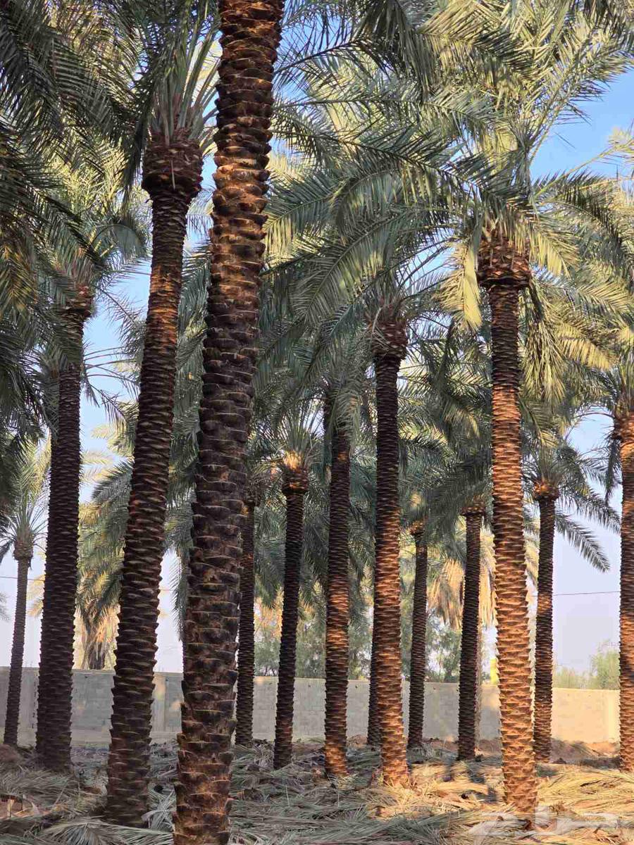 ابو حسان لتوريد جميع أنواع النخيل بجميع المقاسات64501683194115113