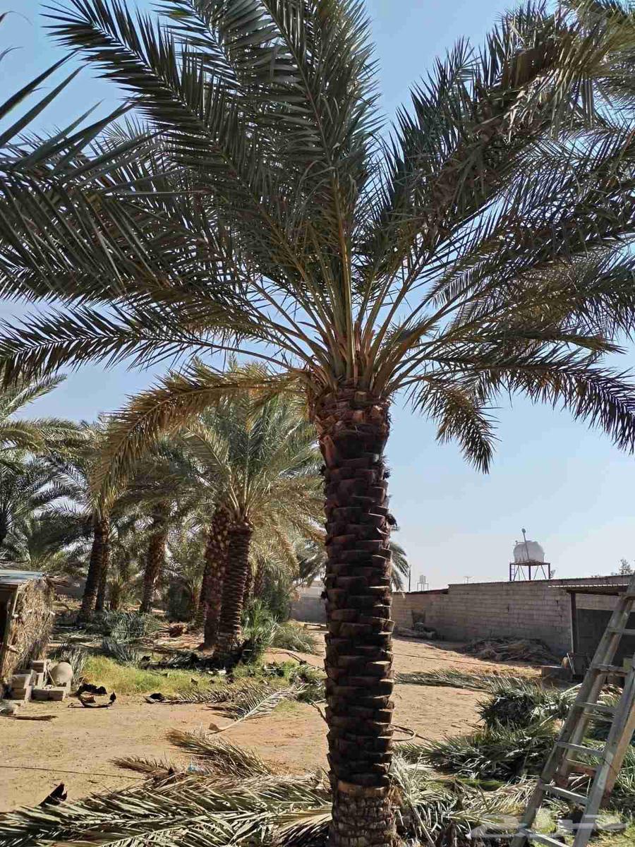 Supply and installation of all types of fencing and palm trees64501650104194110