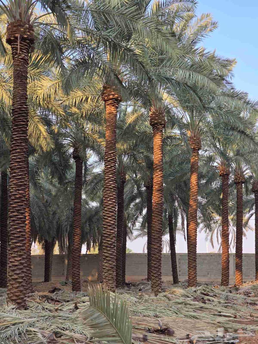 ابو حسان لتوريد جميع أنواع النخيل بجميع المقاسات64501683194115112