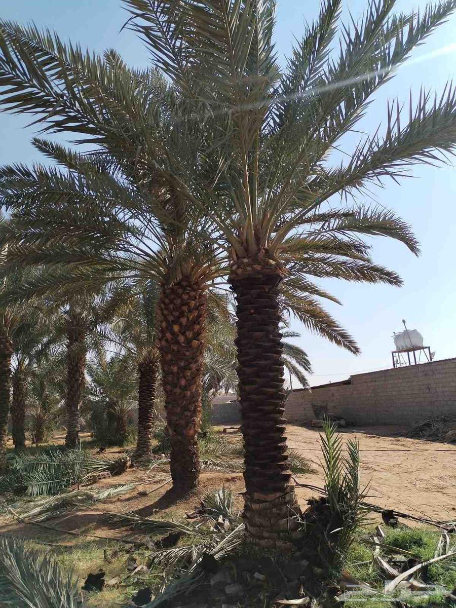 Supply and installation of all types of fencing and palm trees64501650104194111