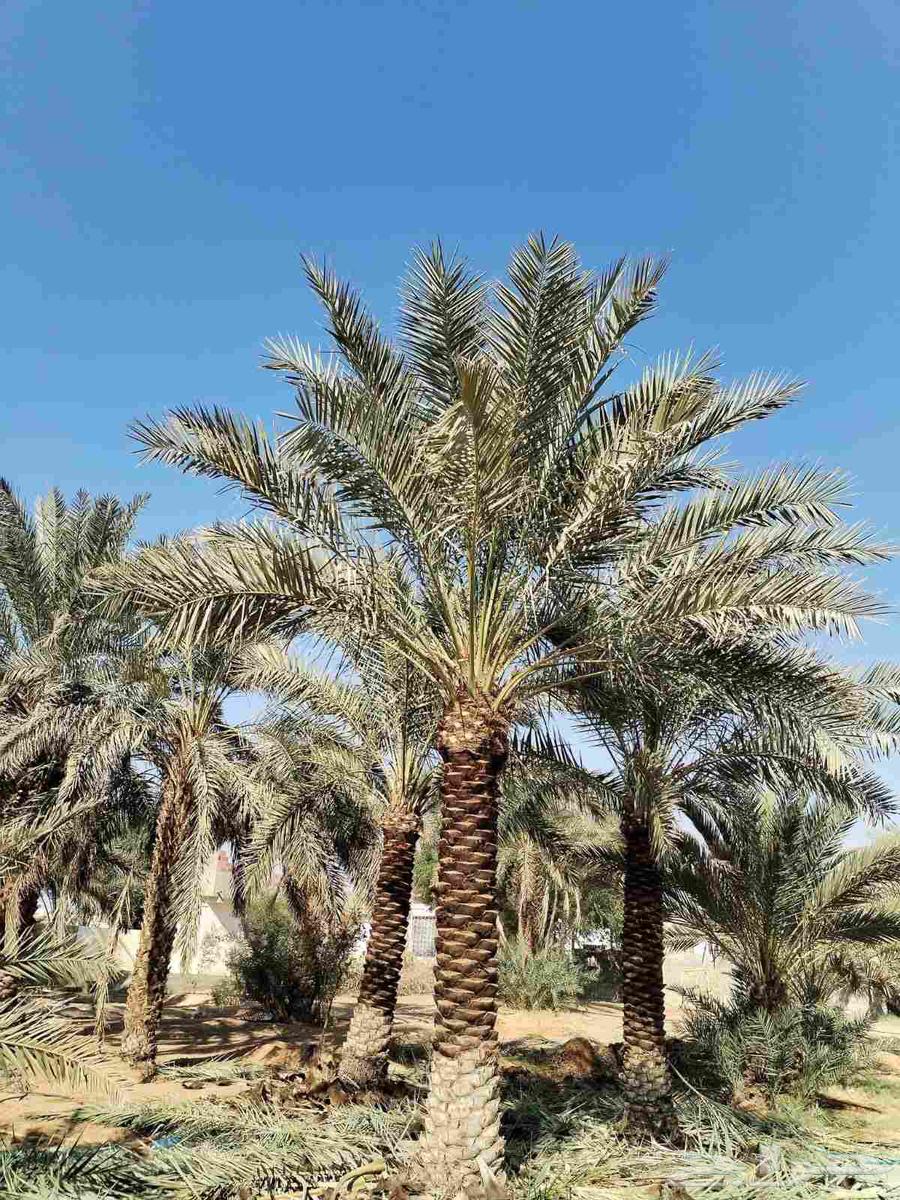 Supply and installation of all types of fencing and palm trees64501650104194112