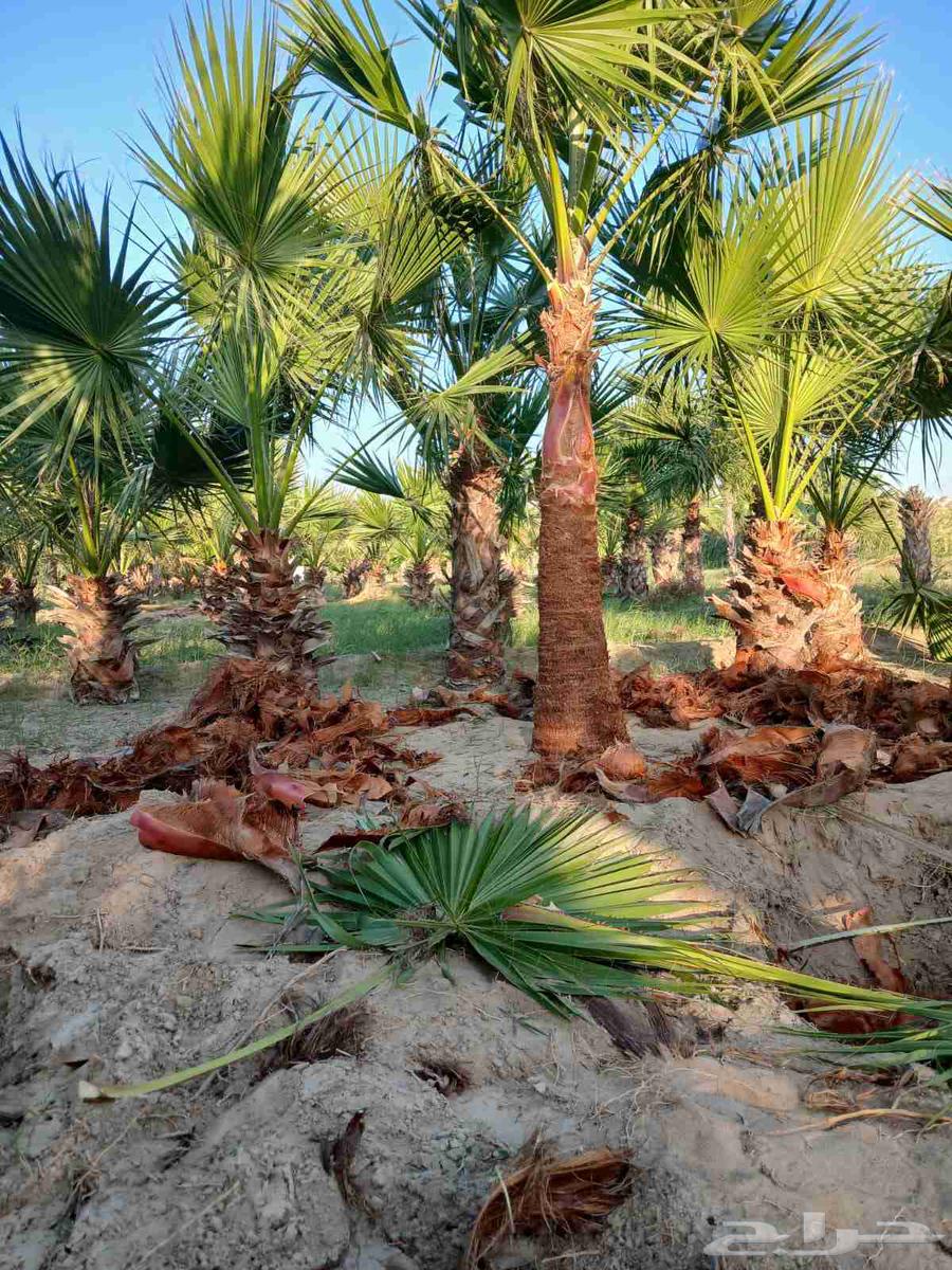 حفرالباطن عرعر الخفجي الشرقية الباحه الخميس64501716168963114