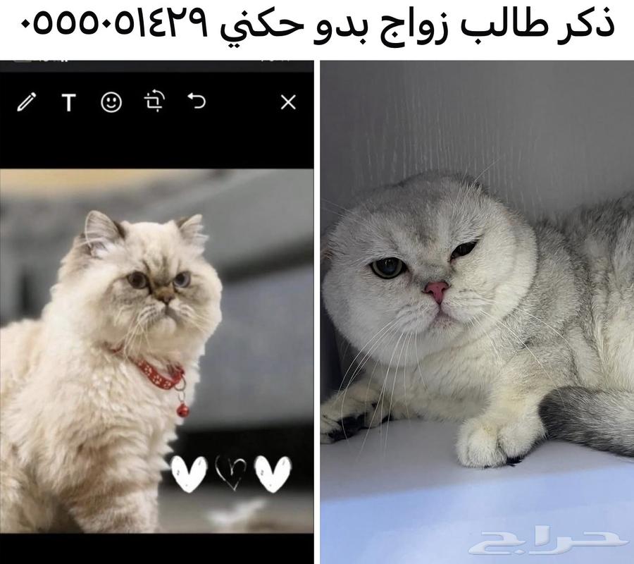 اوتيل قطط جدة وطيور64506188702595111