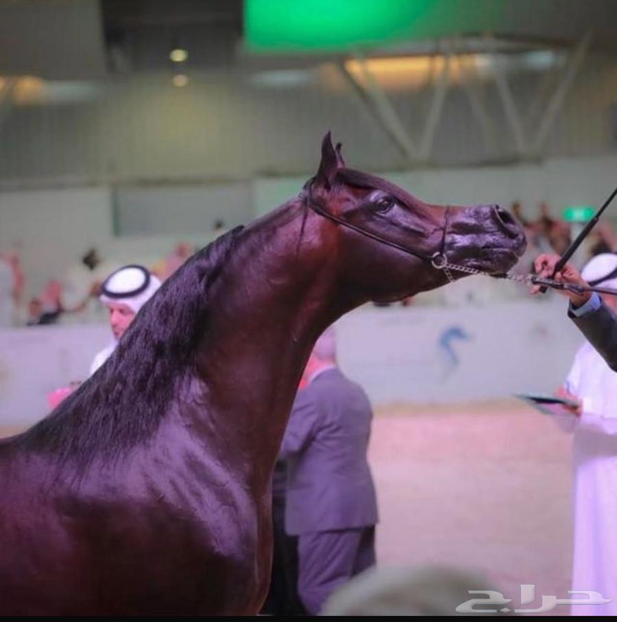 Imported Stallion Beauty Horse Open for Breeding in the Name of God64493722424963111