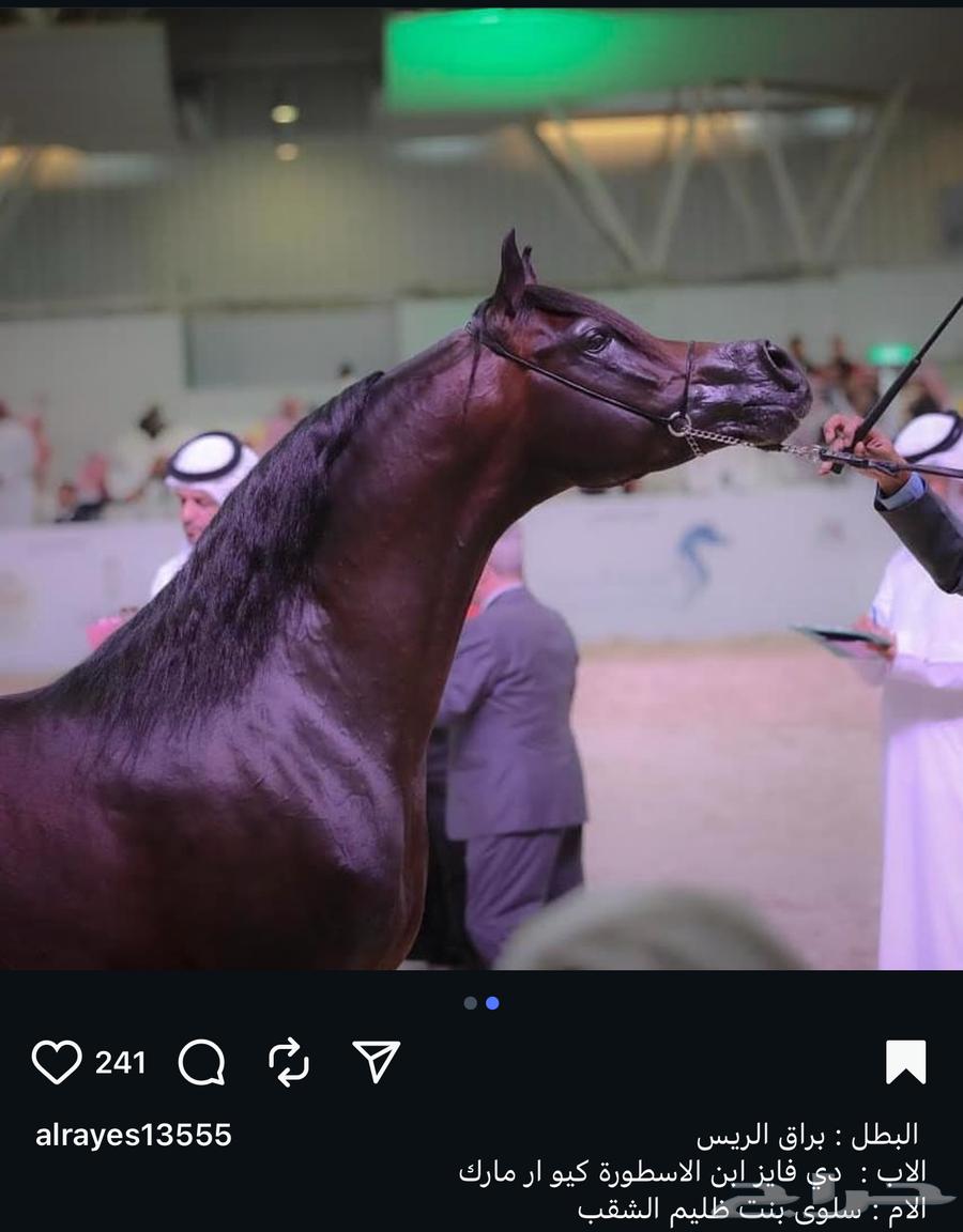 Imported Stallion Beauty Horse Open for Breeding in the Name of God64493722424963110