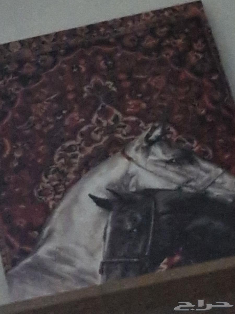 مطلوب حصان شعبي الون ازرق يكون في الدوادمي64493660006402110