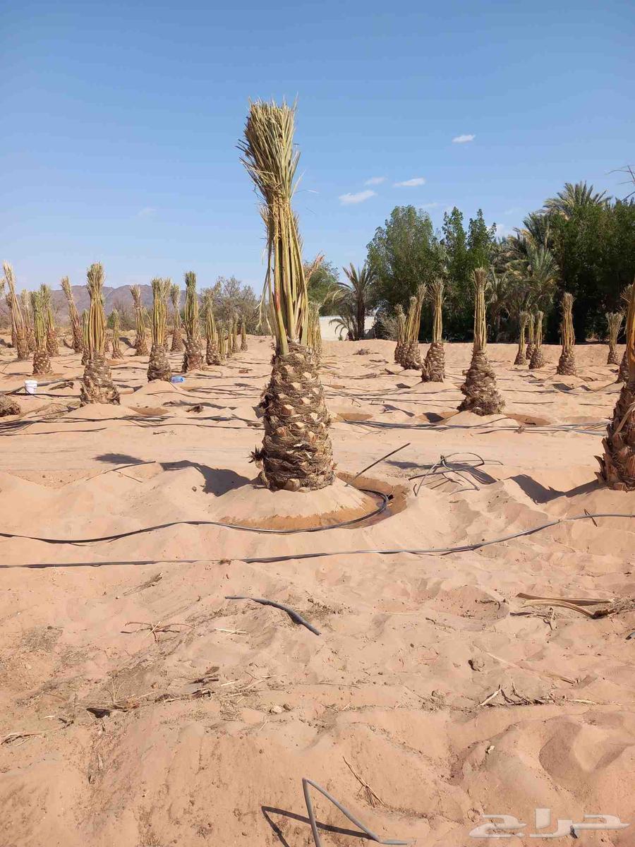 Shabka and palm tree works64501650356227114