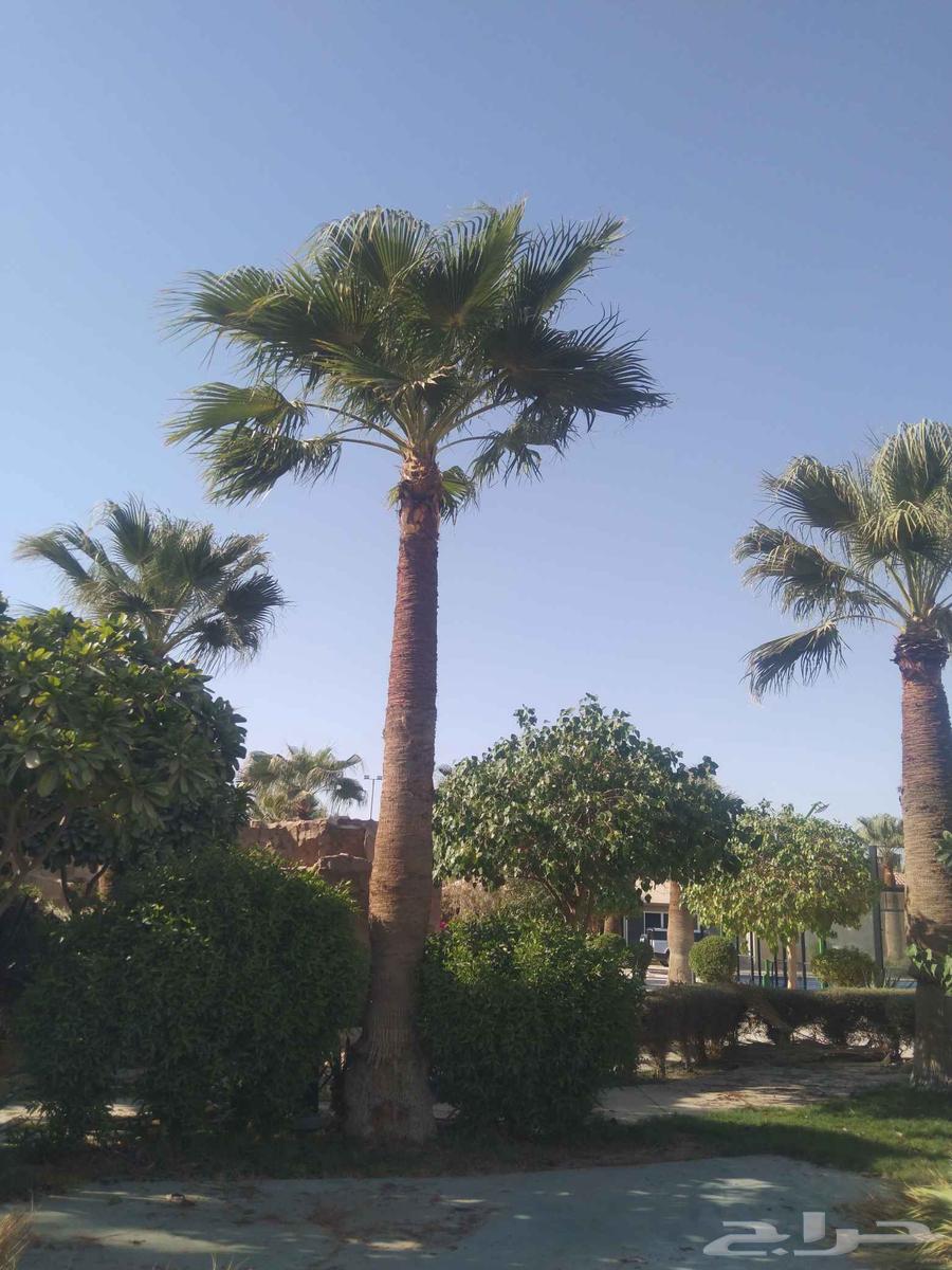 Pruning of Arabic and Shantani palm trees and cutting of fronds, all palm tree works64501619798019114