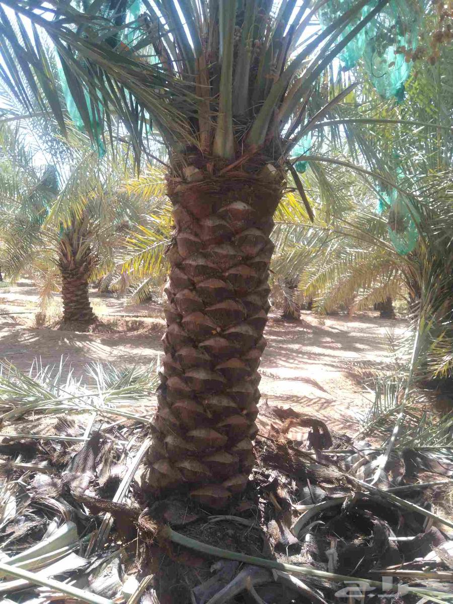 Pruning of Arabic and Shantani palm trees and cutting of fronds, all palm tree works64501619798019111