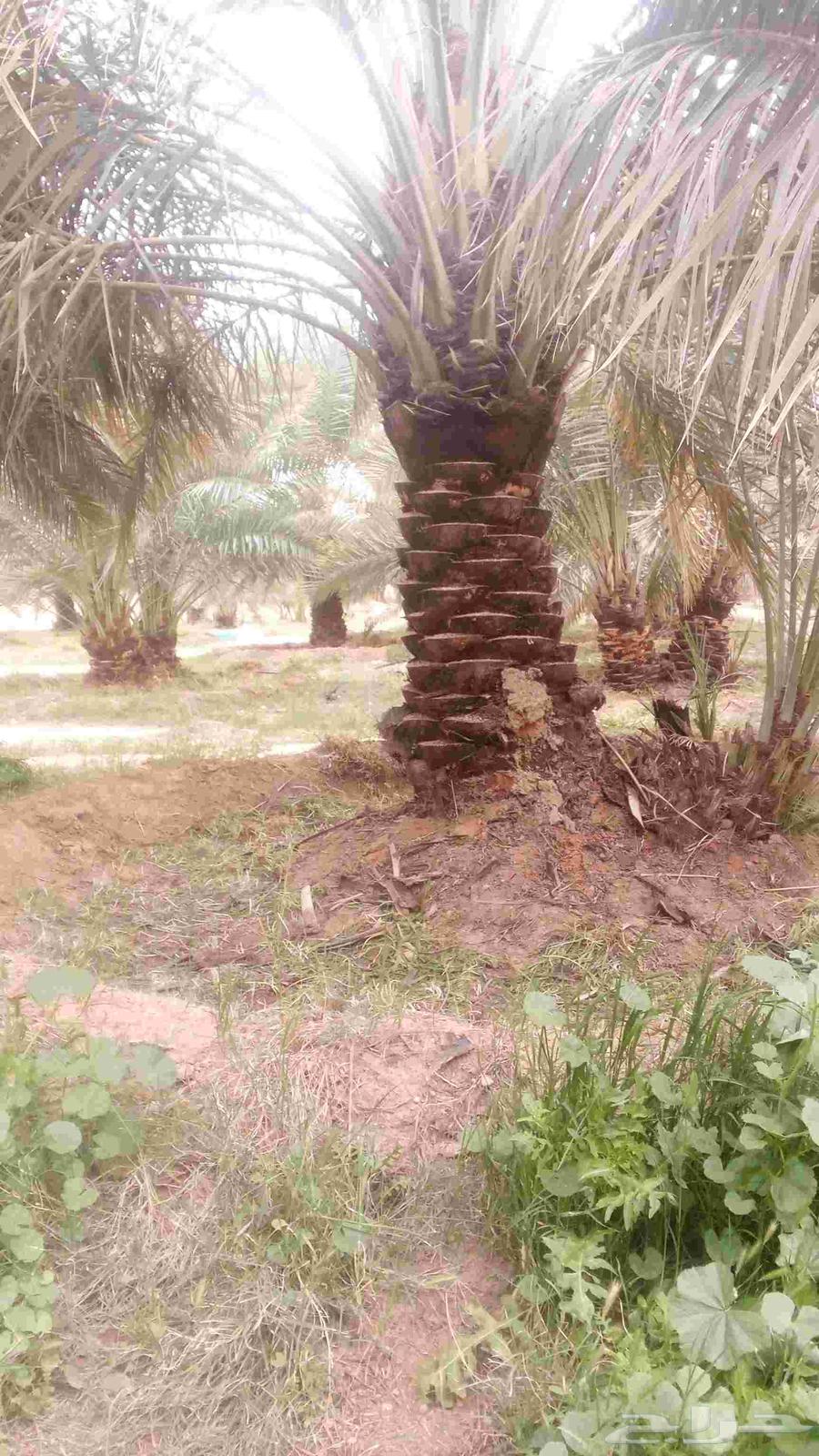 We provide chicken brooding, incubation, and chick hatching services64501603769859111