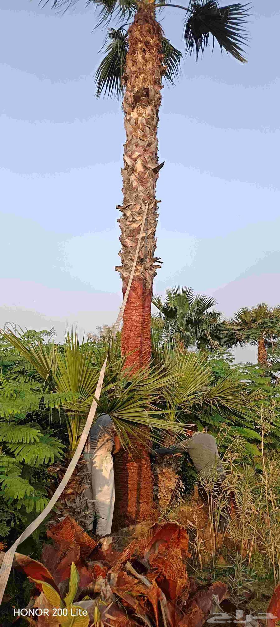 ابومحمد لتنسيق الحديق64493721717378112