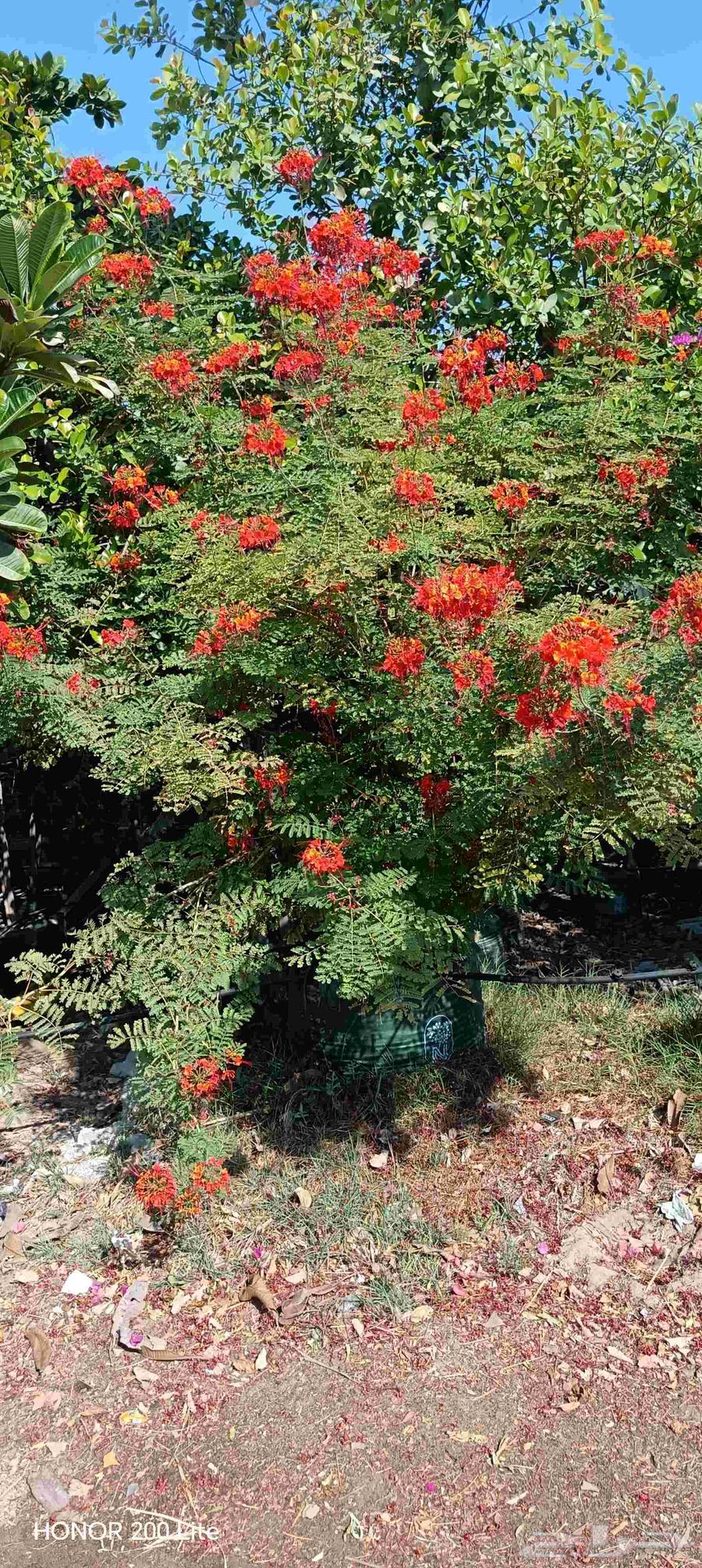 ابومحمد لتنسيق الحديق64493721717378113