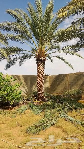 We are working on installing farm fences throughout the Kingdom64487263939715110