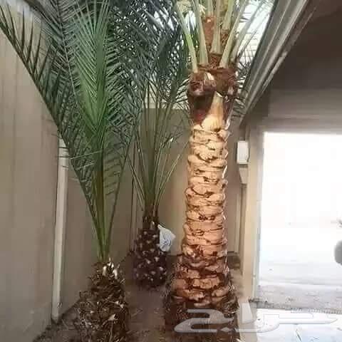 Palm tree expert64501683769987113