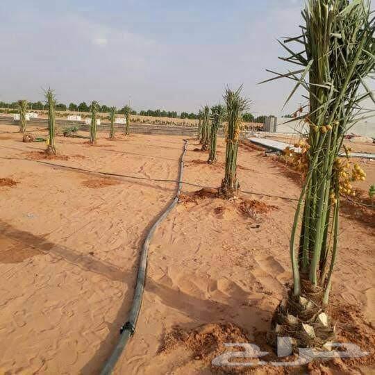 مقاول شبوك ونخل64501587916162113