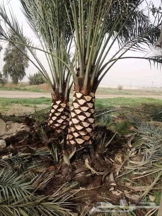 Palm tree expert64501683769987114