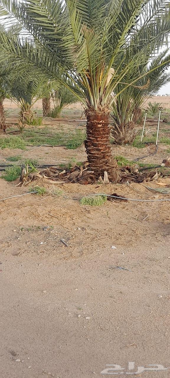 We provide chicken brooding, incubation, and chick hatching services64501603769859110