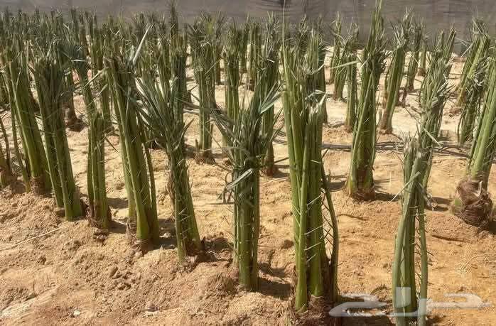 نقوم بقلع وغرس جميع انواع النخيل64513396388226110
