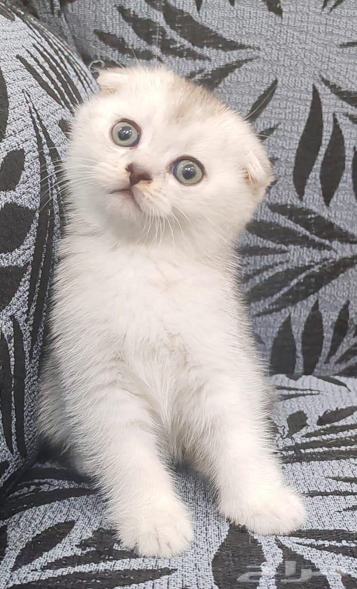 اوتيل قطط جدة وطيور64506188702595114