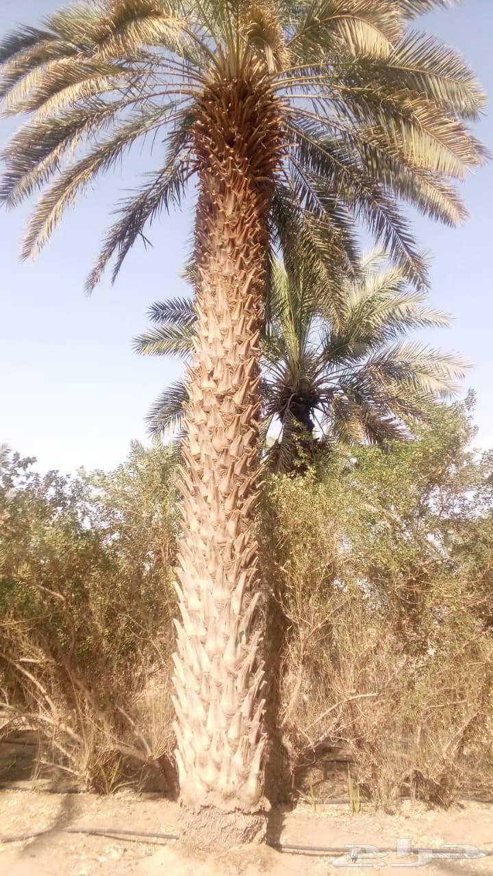 ابو حسان لتوريد جميع أنواع النخيل بجميع المقاسات64501683194115114