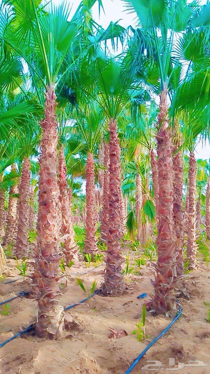 We have a company supplying and planting Arabic and date palms, as well as constructing sandstone steps and walkways64501603318274110