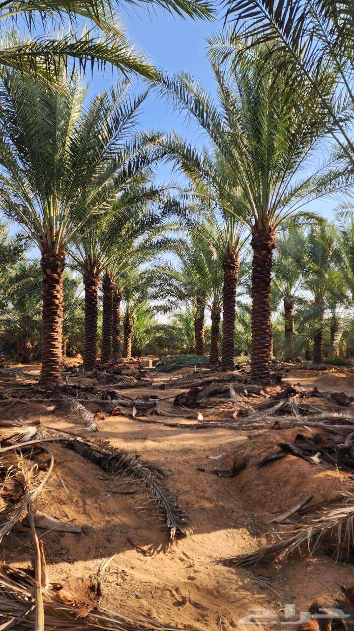 Reviving the rich past... We specialize in building and restoring64501538639233114