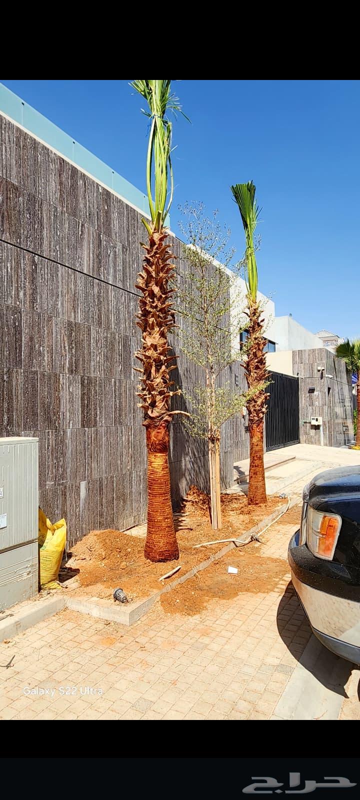 تنضيف وتكريب النخيل الوشطني64624830416386110