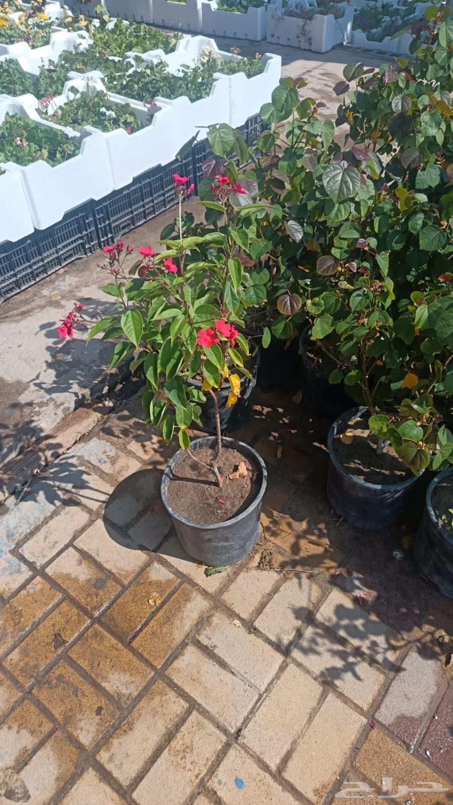 ابومحمد لتنسيق الحديق64493721717378114