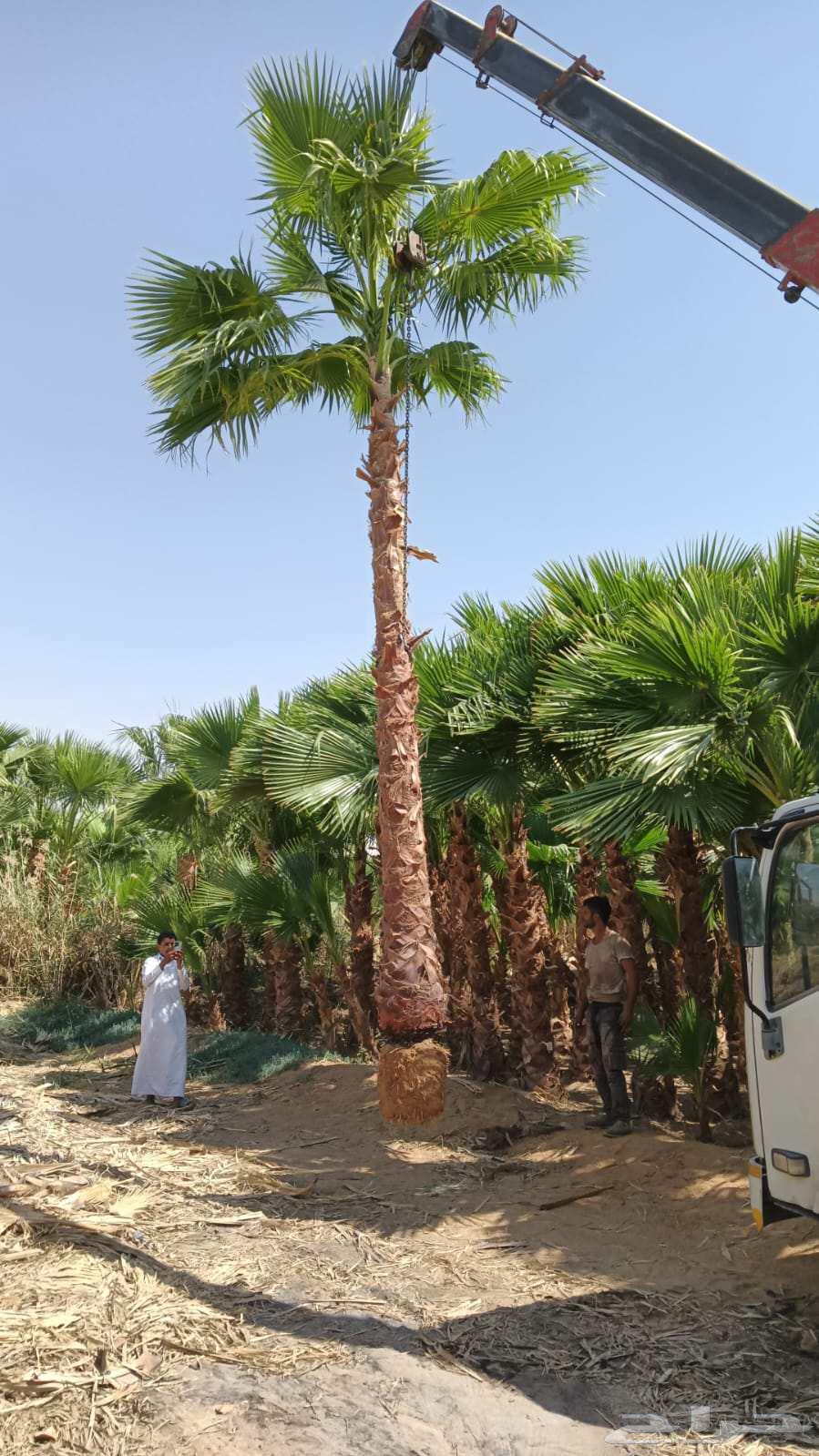 نخل واشنطن امريكي زينه ابو مروحه64493691081089113