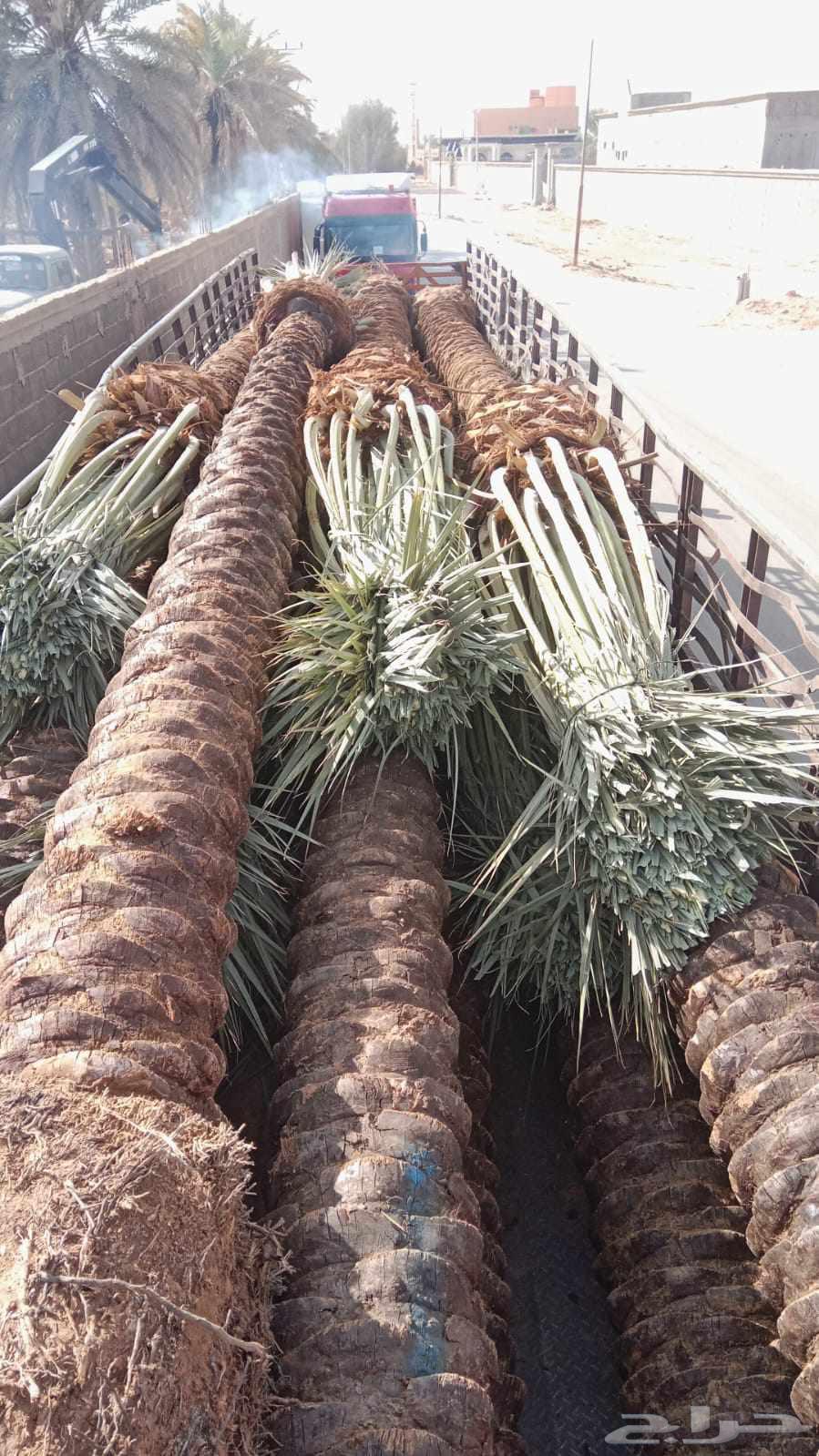 ابو حسان لتوريد جميع أنواع النخيل بجميع المقاسات64501683194115110