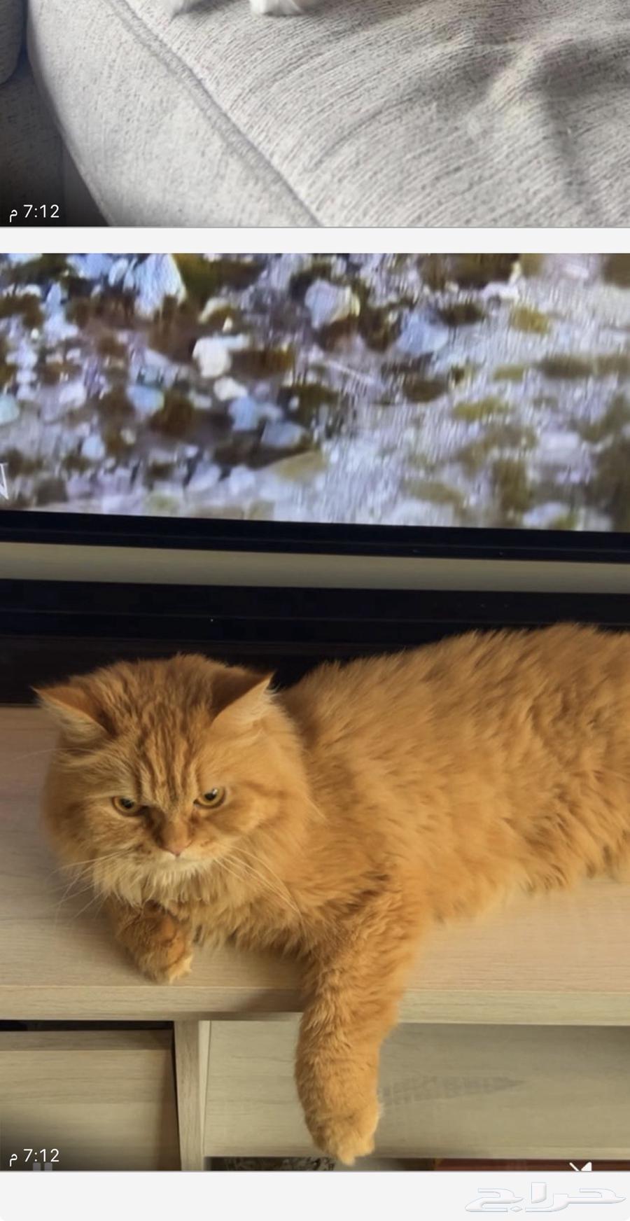 اوتيل قطط جدة وطيور64506188702595112