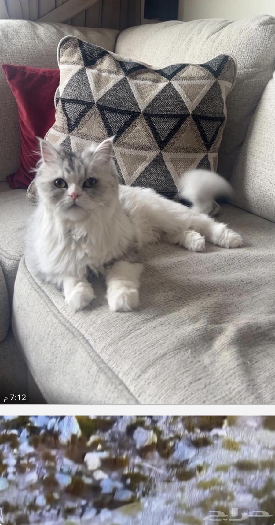 اوتيل قطط جدة وطيور64506188702595113