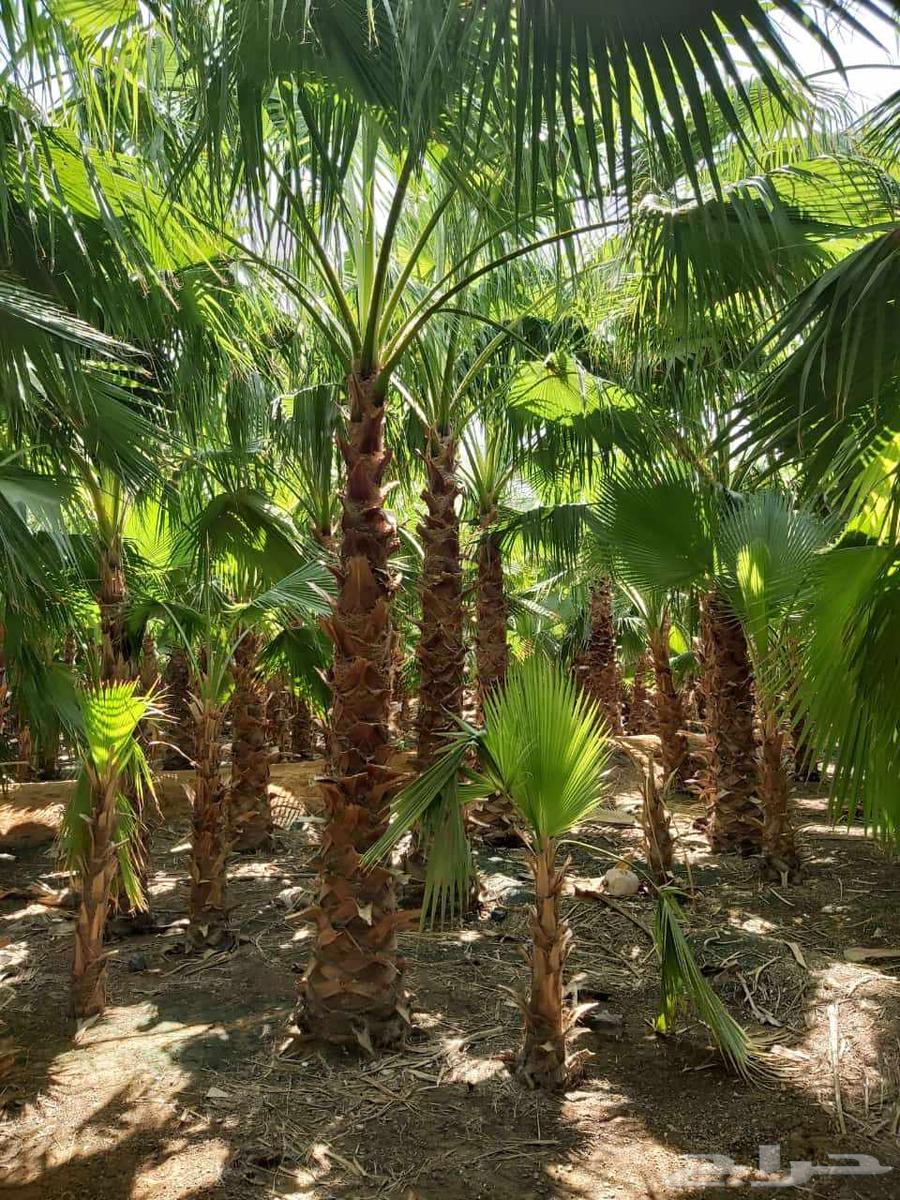 نخل واشنطن امريكي زينه ابو مروحه64493691081089112