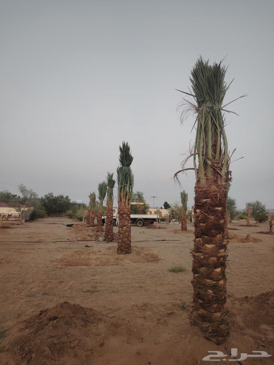 حفرالباطن عرعر الخفجي الشرقية الباحه الخميس64501716168963110