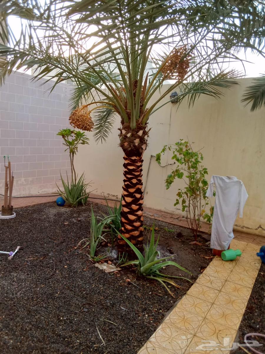 Palm tree expert64501683769987110