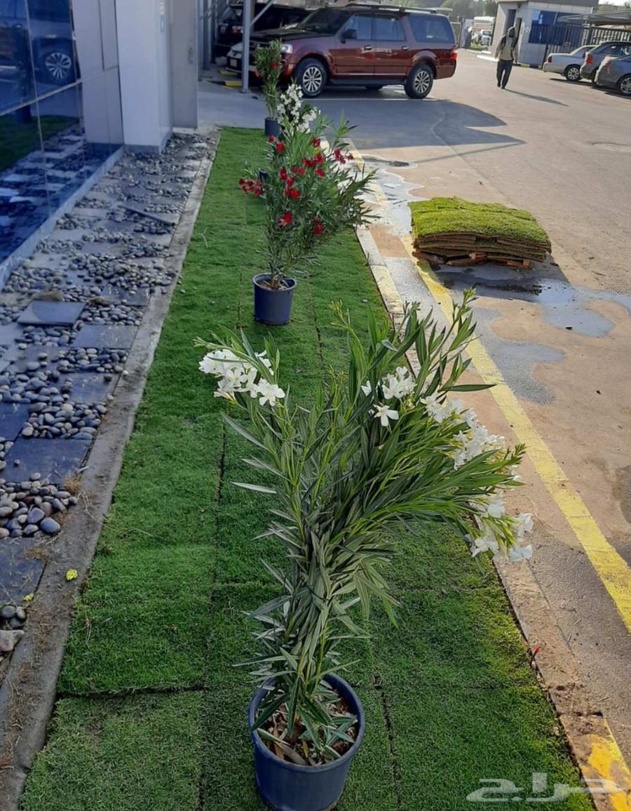 تنسيق حدائق وزراعة أشجار الوشنطينة والنخيل العربي والعشب64506346770179110