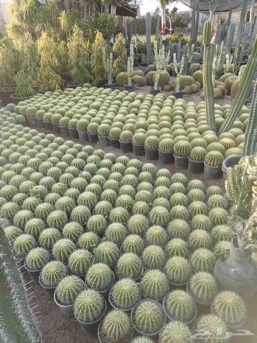 تنسيق حدائق وشبكات الري مهندس ابو الهاشم توريد وتركيب64506363499010114