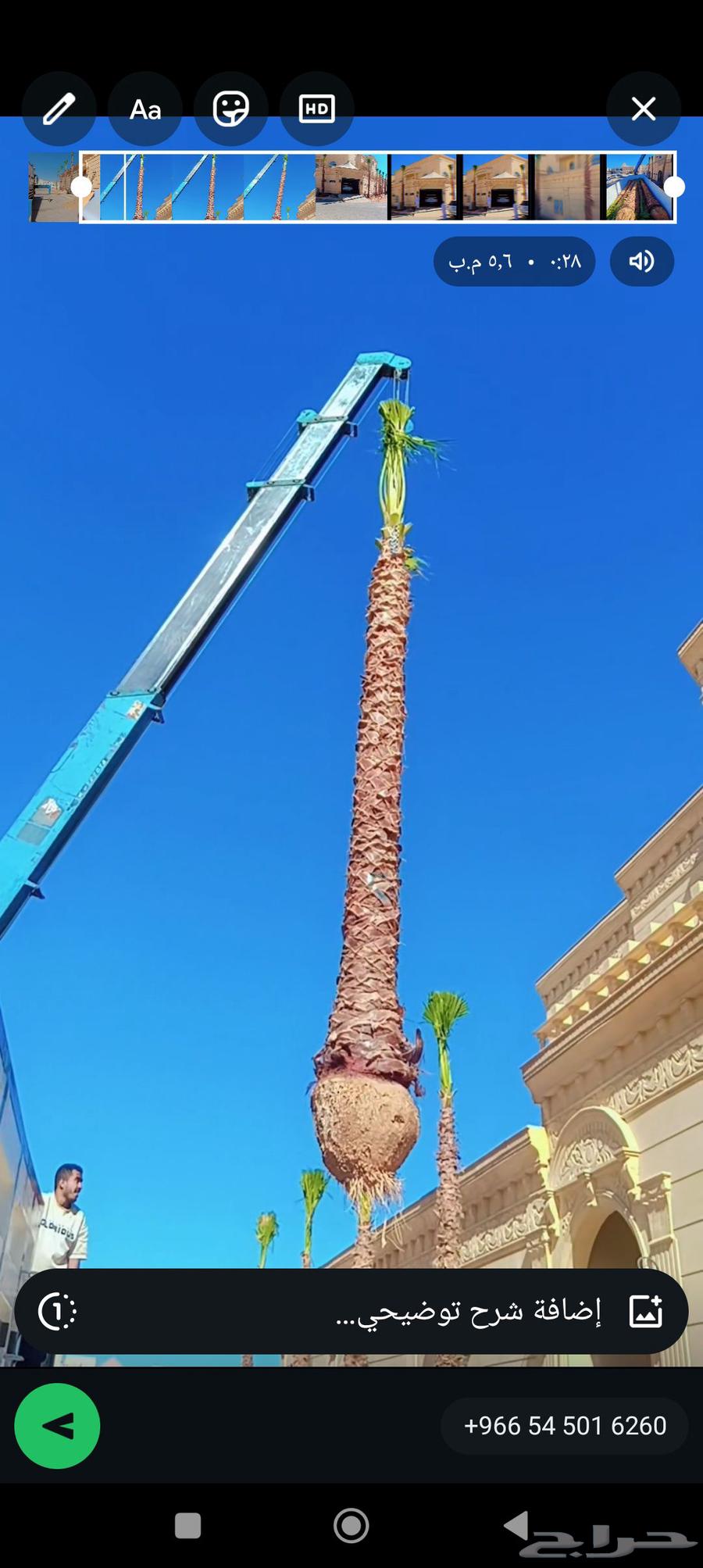 نقوم بتوريد تركيب جميع انواع النخيل64513541230338110