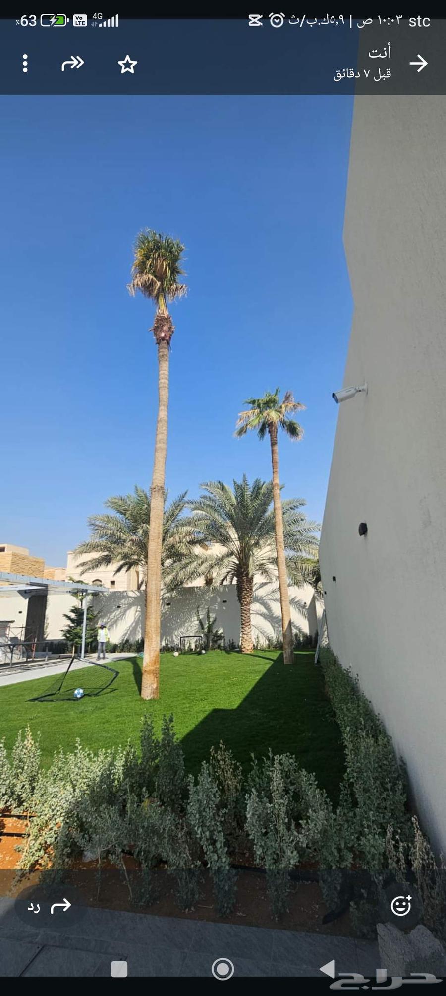 نقوم بتوريد تركيب جميع انواع النخيل64513541230338111