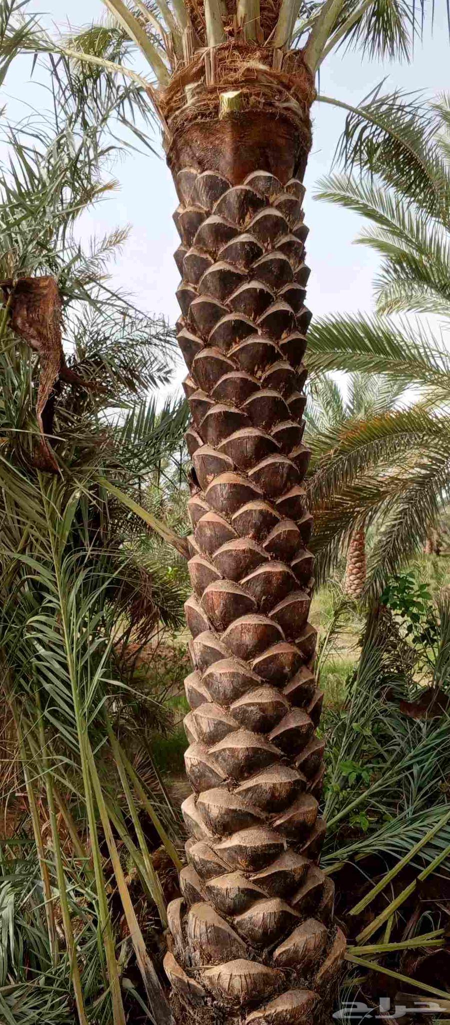 تكريب وتنظيف وشذاب نخل العربي ول واشنطونيا وتغيير التربه64506492025601110