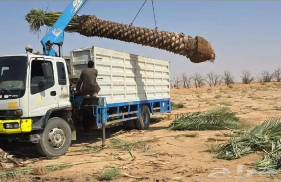 نقل نخل غرس نخل تقطيع شجر رافعه توصيل نخل شجر ترحيل شجر64506412906242113