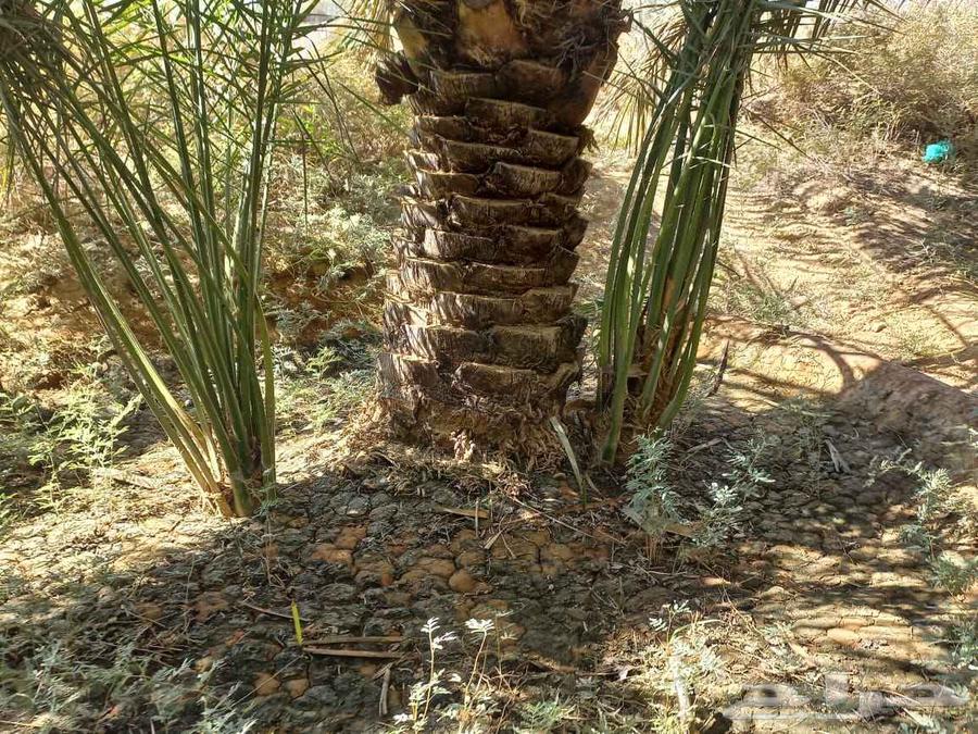 يوجد لدينا عمال تكريب وقلع فروخ64506331531011113