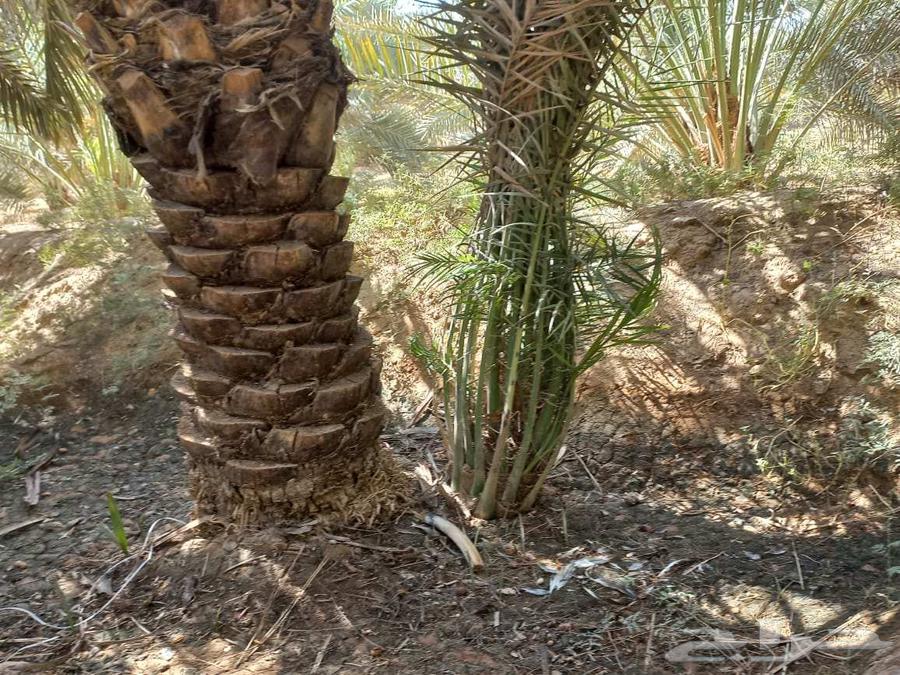 يوجد لدينا عمال تكريب وقلع فروخ64506331531011112