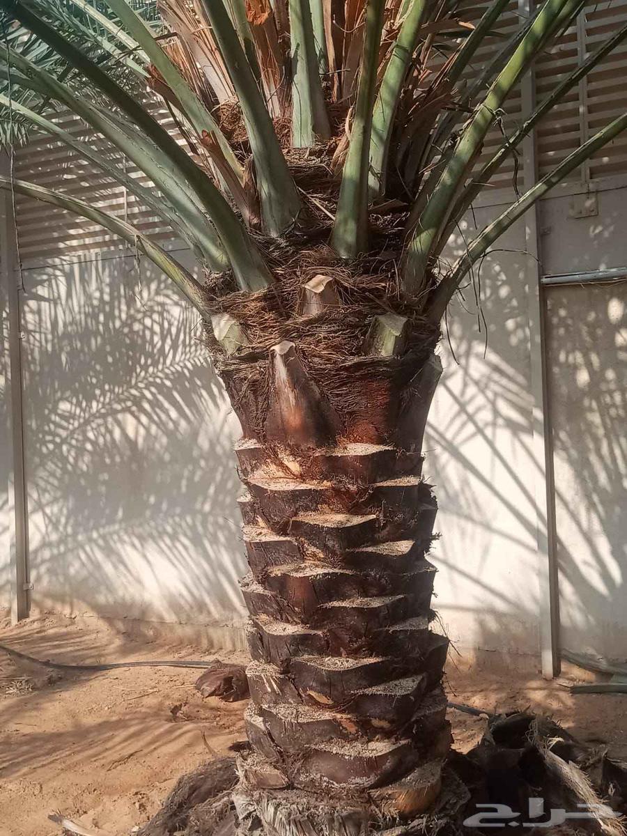 نخل تكريب توريد نخل صيانه كامله64513494230786112