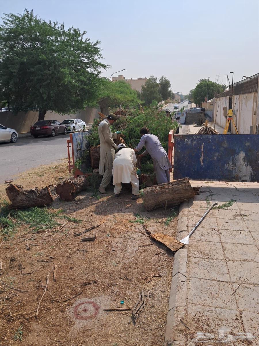 نقل نخل غرس نخل تقطيع شجر رافعه توصيل نخل شجر ترحيل شجر64506412906242111