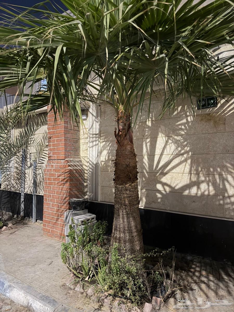 2 نخل زينه واشنطن _ وحده خلاص للبيع64513557818883110